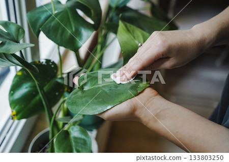 Hand Gently Wiping Dust from Monstera Plant Leaf Hand Gently Wiping Dust from Monstera Plant Leaf 133803250
