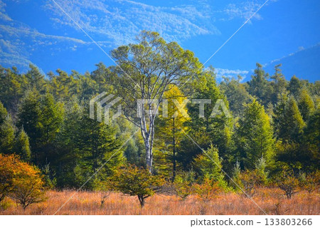 【歐日光】小田代原夫人 133803266