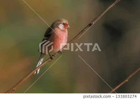 A male snail that has arrived at its wintering ground. 133803274