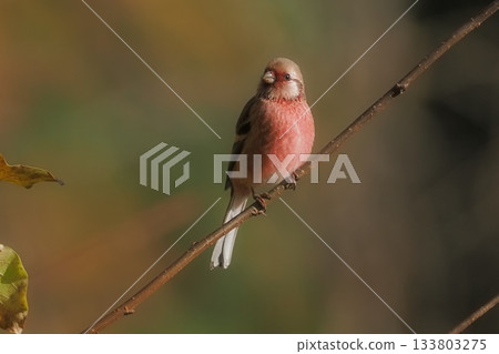 一隻雄性蝸牛抵達越冬地。 133803275