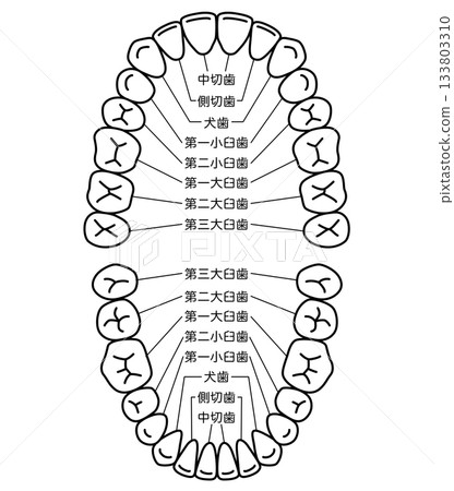 牙齒的名稱：牙列 133803310