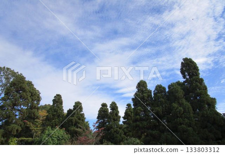 Autumn sky and grove Autumn sky and grove 133803312