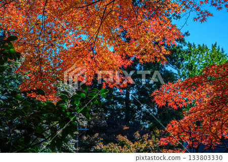Autumn leaves (Yakuo-in Temple, Mount Takao) 133803330