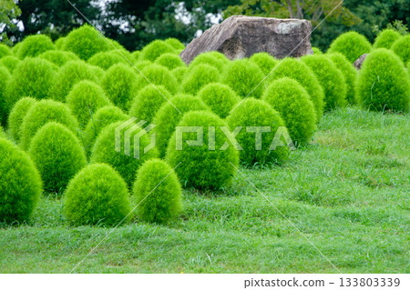 Bright green kochia flowers line the hills in early summer Bright green kochia flowers line the hills in early summer 133803339