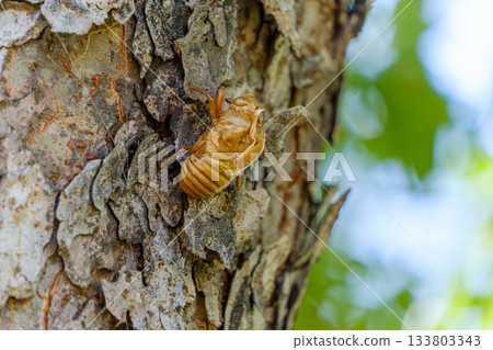 Cicada shells left on a tree in summer Cicada shells left on a tree in summer 133803343
