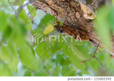 夏日里,一隻蟬棲息在樹蔭下。 夏日里,一隻蟬棲息在樹蔭下。 133803345