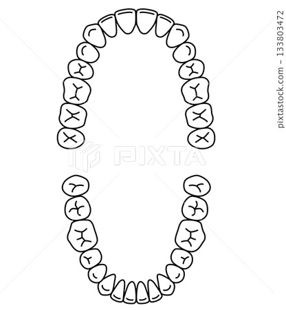 Name of teeth: Dentition Name of teeth: Dentition 133803472