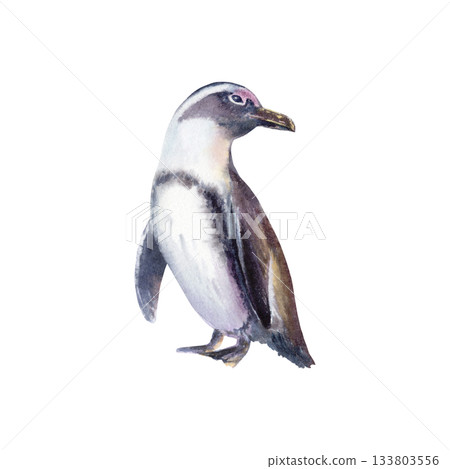 Female African spectacled penguin at sunset as a symbol of the preservation of endangered bird species that has fallen victim to environmental,anthropogenic factors.Hand drawn watercolor illustration 133803556
