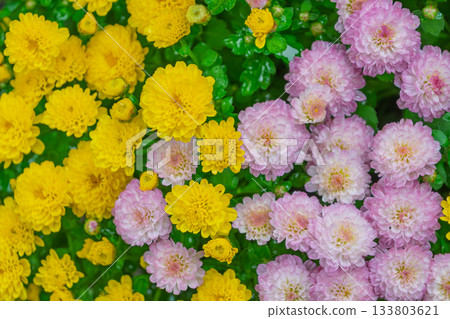 Autumn flower scenery with vibrant yellow and pale pink chrysanthemums in bloom Autumn flower scenery with vibrant yellow and pale pink chrysanthemums in bloom 133803621