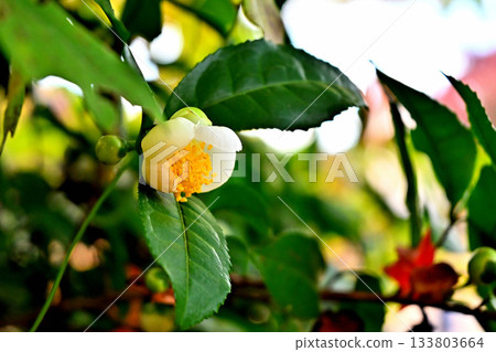 Tea plant flowers in Takaoka Castle Park Tea plant 133803664