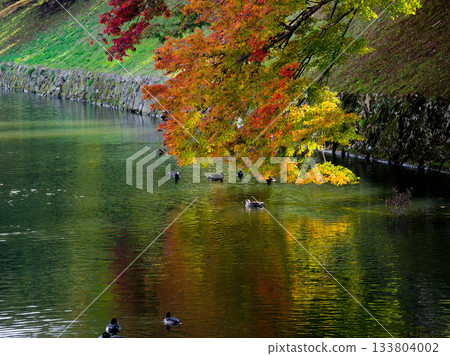 Yellow leaves in the inner moat of Hikone Castle 133804002