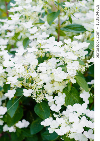 Panicle hydrangea Wim's Red early white bloom 133804018