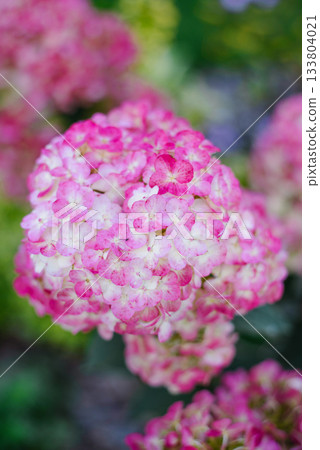 Framboisine Hydrangea in Pastel Pink Transition Framboisine Hydrangea in Pastel Pink Transition 133804021