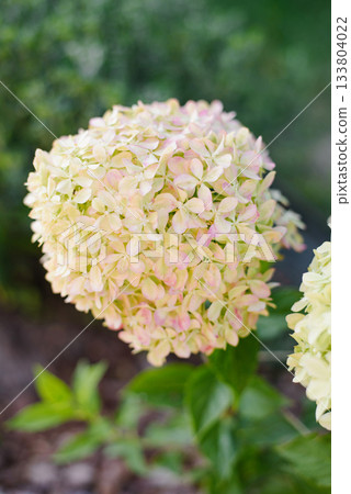 White Hydrangea Pixio Shows First Pink Shades White Hydrangea Pixio Shows First Pink Shades 133804022