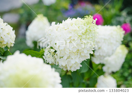 Macro View Of White Petals On Polar Bear Hydrangea 133804023