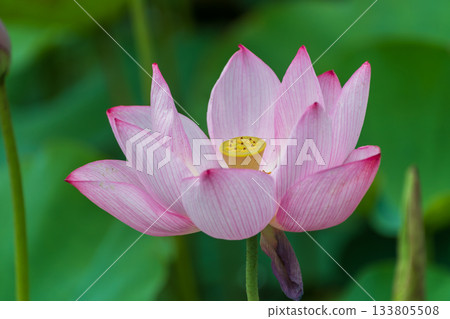 Pale pink lotus flowers blooming in silence Pale pink lotus flowers blooming in silence 133805508
