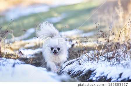 chihuahua in nature 133805557