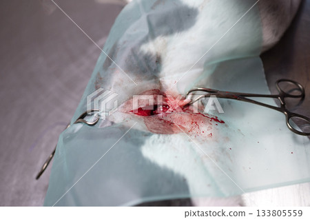 dog sterilization and vet dog sterilization and vet 133805559