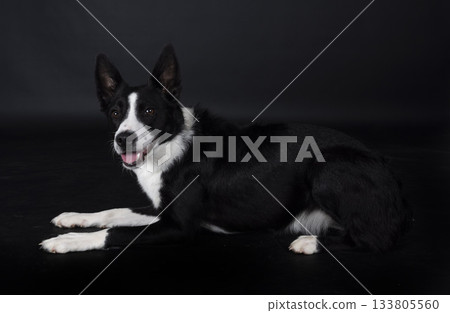puppy border collie puppy border collie 133805560