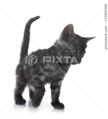 bengal kitten in studio bengal kitten in studio 133805566