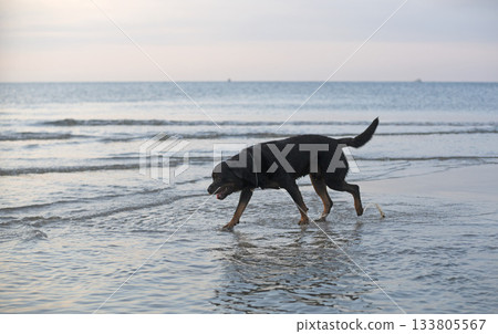 rottweiler and beach 133805567