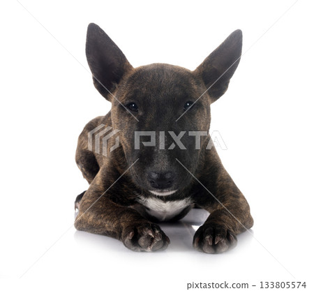 miniature bull terrier in studio miniature bull terrier in studio 133805574