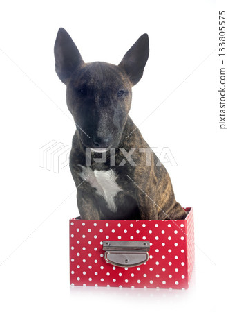 miniature bull terrier in studio miniature bull terrier in studio 133805575