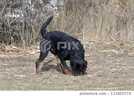 obedience training with a rottweiler 133805578