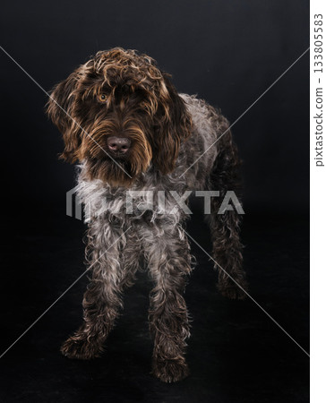 Wirehaired Pointing Griffon 133805583