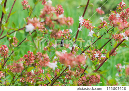 由六道木花和木蜂構成的夏日自然景象 133805628