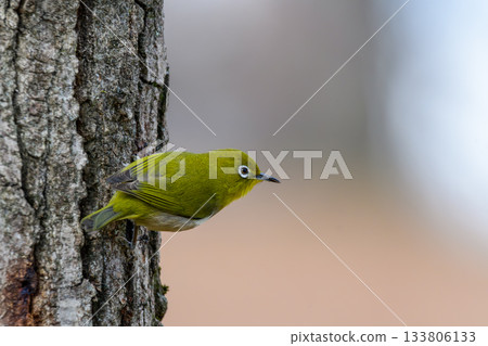 A cute profile of a Japanese white-eye perched on a tree A cute profile of a Japanese white-eye perched on a tree 133806133