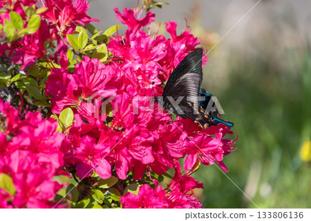 A beautiful moment of a black swallowtail butterfly dancing on a vibrant azalea 133806136