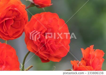 The gorgeous moment when a vibrant red rose blooms The gorgeous moment when a vibrant red rose blooms 133806138
