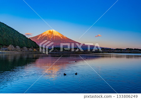 [Shizuoka Prefecture] Mt. Fuji seen from Lake Tanuki at dusk in autumn 133806249