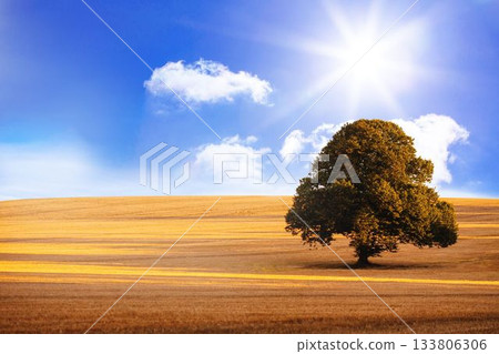 Single mature deciduous tree is standing in flat illustration over golden field under sunny sky Single mature deciduous tree is standing in flat illustration over golden field under sunny sky 133806306