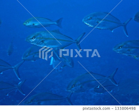 A school of amberjack on Izu Oshima A school of amberjack on Izu Oshima 133806498