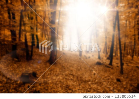 Sunlight through trees during sunset 133806534