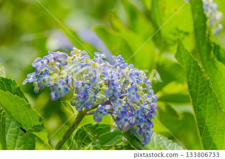 Blue-purple hydrangea flowers that turn color in early summer 133806733