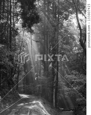Monochrome, forest path bathed in rays of light Monochrome, forest path bathed in rays of light 133807415