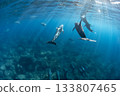 Wild bottlenose dolphins swimming gracefully 133807465