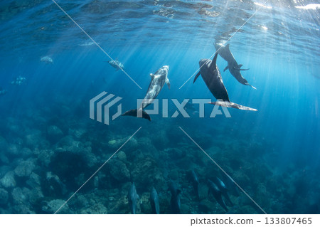 Wild bottlenose dolphins swimming gracefully Wild bottlenose dolphins swimming gracefully 133807465