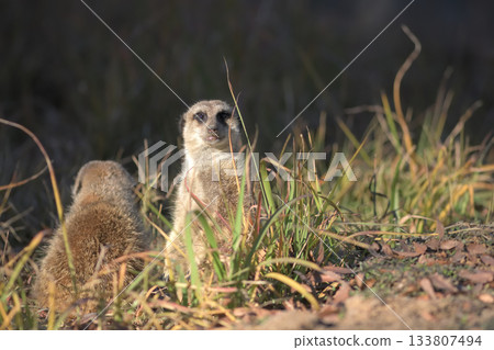 A meerkat watches out for crows from behind the dying grass A meerkat watches out for crows from behind the dying grass 133807494