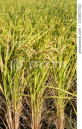 Rice field, rice ear, rice, yellow, sunset, paddy field, sunset, sunset, sunset Rice field, rice ear, rice, yellow, sunset, paddy field, sunset, sunset, sunset 133807502