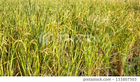 Rice field, rice ear, rice, yellow, sunset, paddy field, sunset, sunset, sunset Rice field, rice ear, rice, yellow, sunset, paddy field, sunset, sunset, sunset 133807503