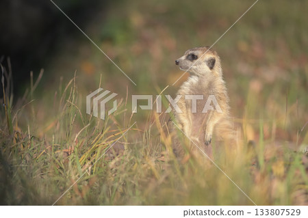 狐獴等待著夜幕降臨 133807529