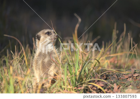 狐獴無法忽視任何聲音。 狐獴無法忽視任何聲音。 133807593
