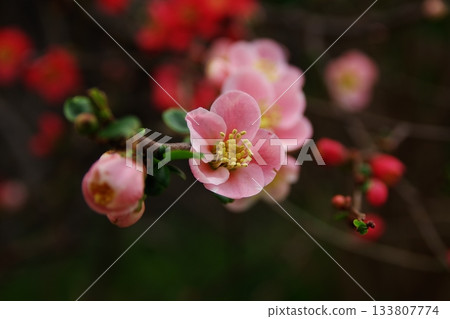 美麗的日本木瓜花預示著春天的到來 1 133807774