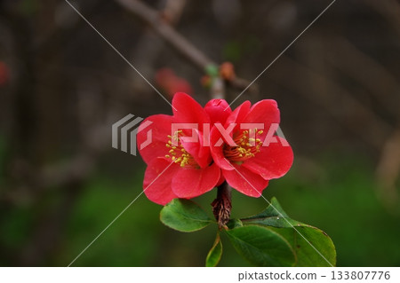 Beautiful Japanese quince flowers heralding the arrival of spring 3 Beautiful Japanese quince flowers heralding the arrival of spring 3 133807776