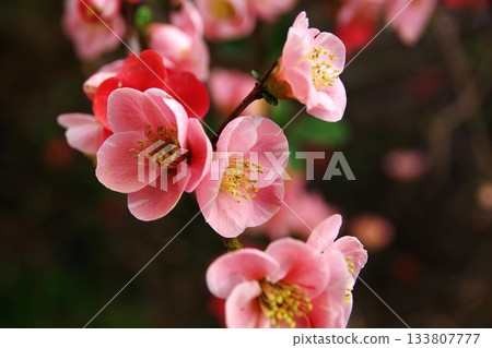Beautiful Japanese quince flowers heralding the arrival of spring 4 133807777