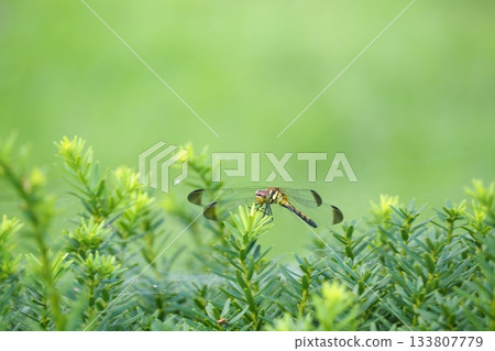 Dragonflies and plants Dragonflies and plants 133807779